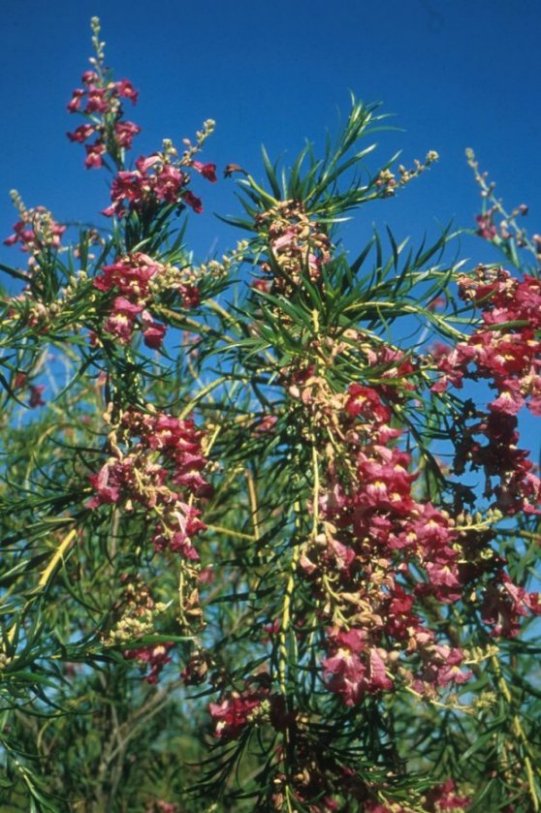 Plant photo of: Chilopsis linearis 'Lucretia Hamilton'