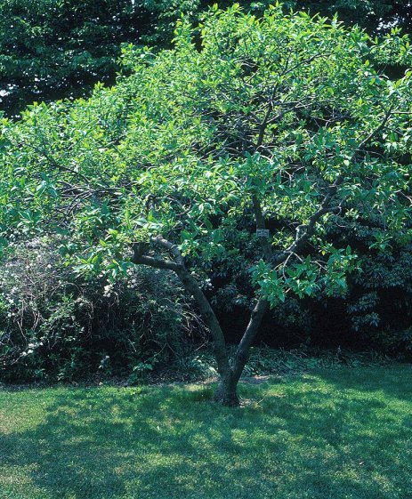 Plant photo of: Chionanthus virginicus