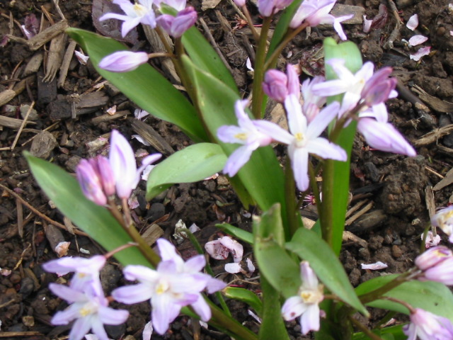 Plant photo of: Chionodoxa luciliae 'Pink Giant'