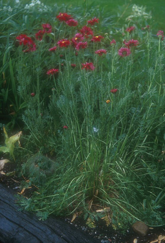 Plant photo of: Tanacetum coccineum