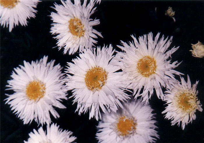 Plant photo of: Leucanthemum x superbum