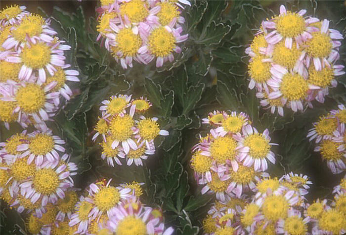 Plant photo of: Ajania pacificum