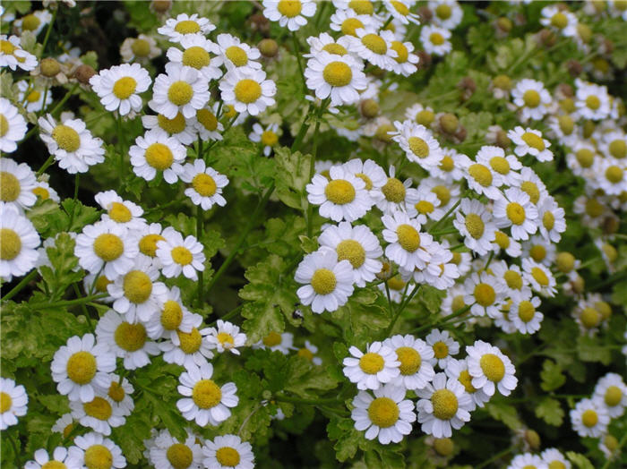 Plant photo of: Tanacetum parthenium