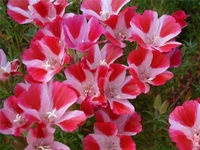 Plant photo of: Clarkia amoena