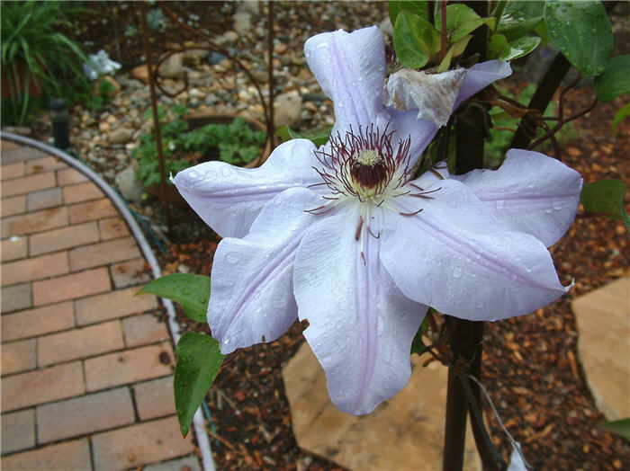 Plant photo of: Clematis hybrids