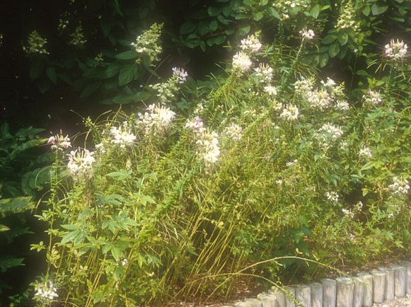 Plant photo of: Cleome hasslerana