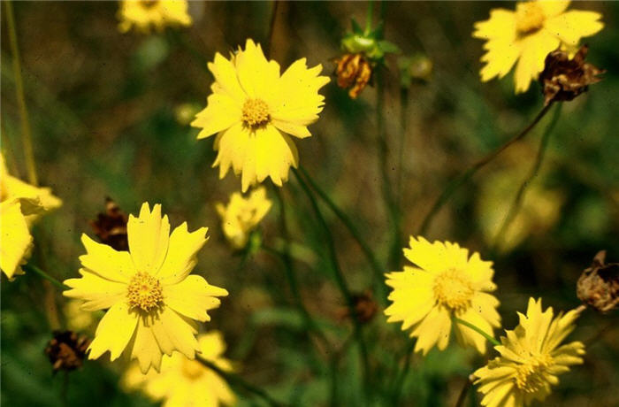 Plant photo of: Coreopsis lanceolata