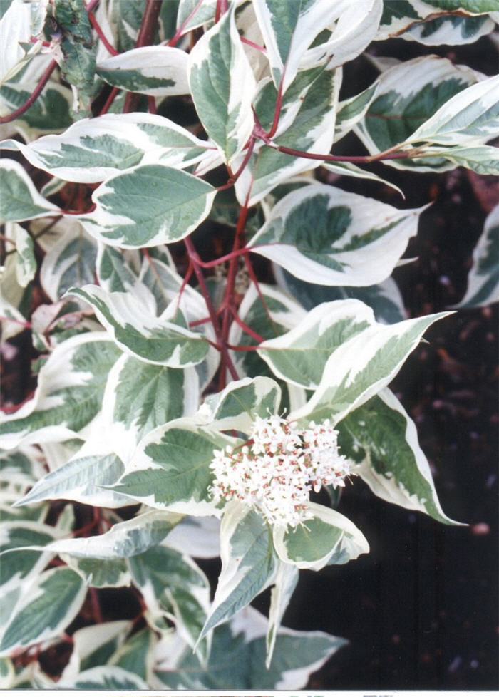 Plant photo of: Cornus alba 'Elegantissima'