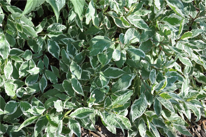 Plant photo of: Cornus alba 'Elegantissima'