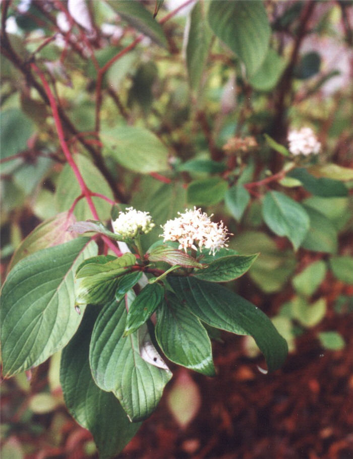 Plant photo of: Cornus sericea