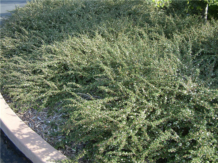 Plant photo of: Cotoneaster congestus
