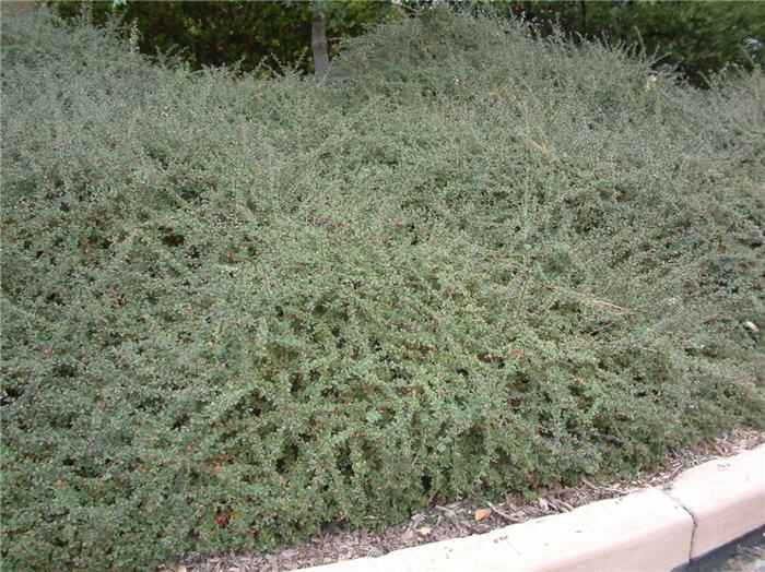 Plant photo of: Cotoneaster congestus 'Likiang'