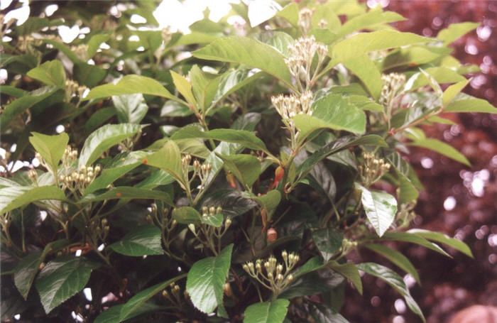 Plant photo of: Crataegus x lavallei