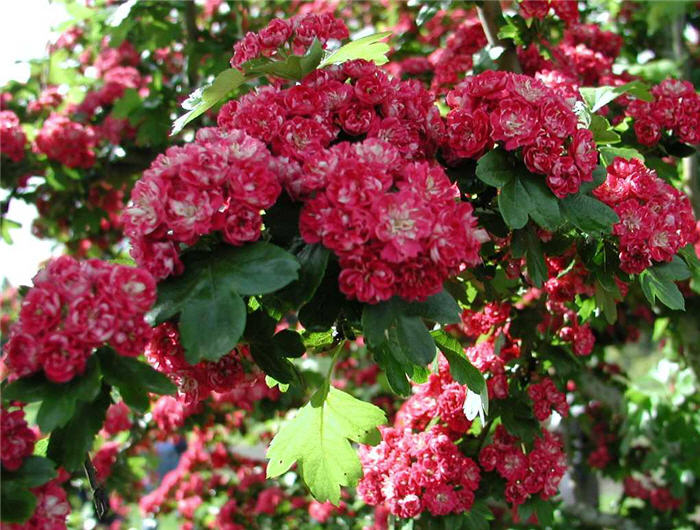 Plant photo of: Crataegus laevigata 'Paul's Scarlet'