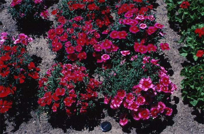 Plant photo of: Dianthus barbatus