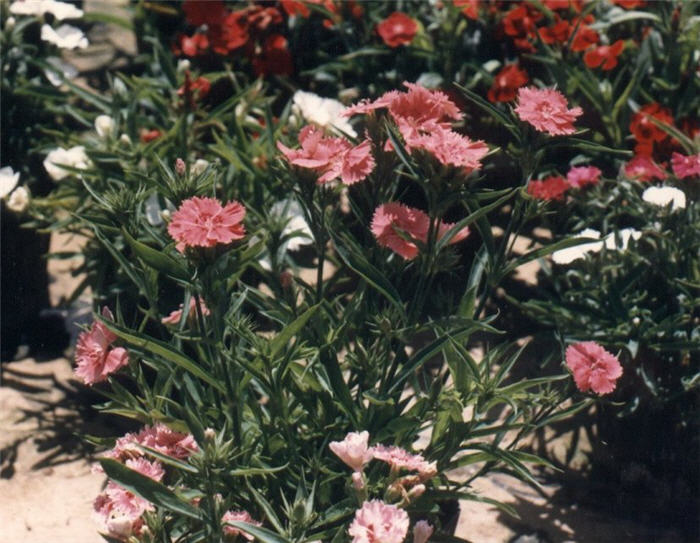 Plant photo of: Dianthus plumarius