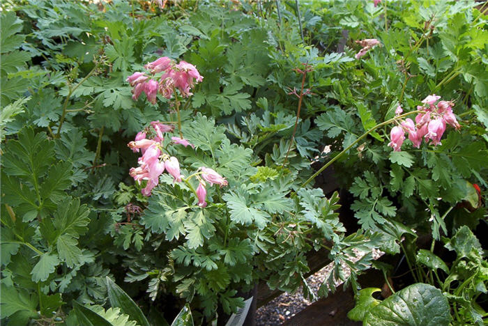 Plant photo of: Dicentra 'Luxuriant'