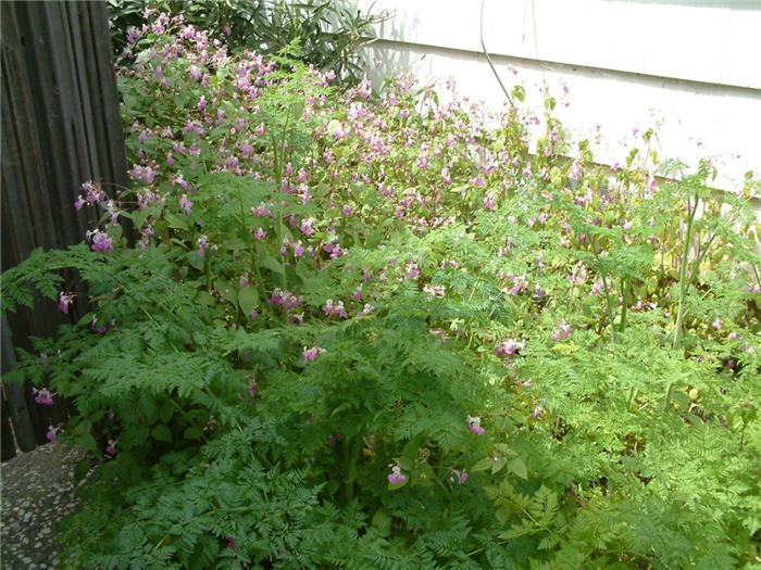 Plant photo of: Dicentra spectabilis