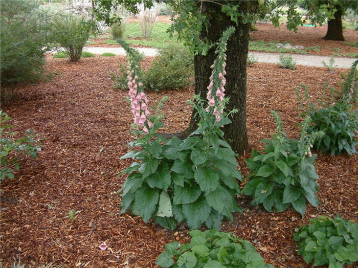 Plant photo of: Digitalis x mertonensis