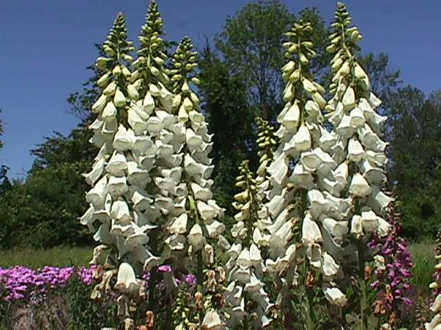 Plant photo of: Digitalis grandiflora