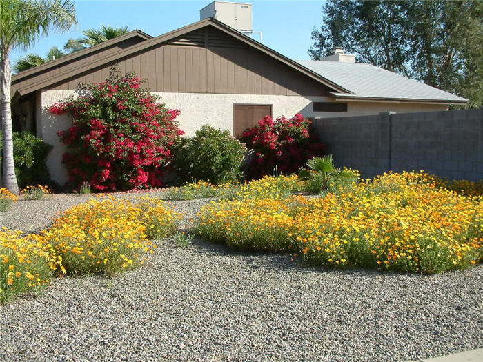 Plant photo of: Dimorphotheca sinuata