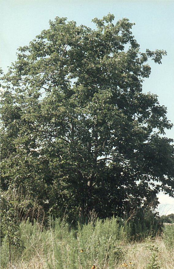 Plant photo of: Diospyros virginiana
