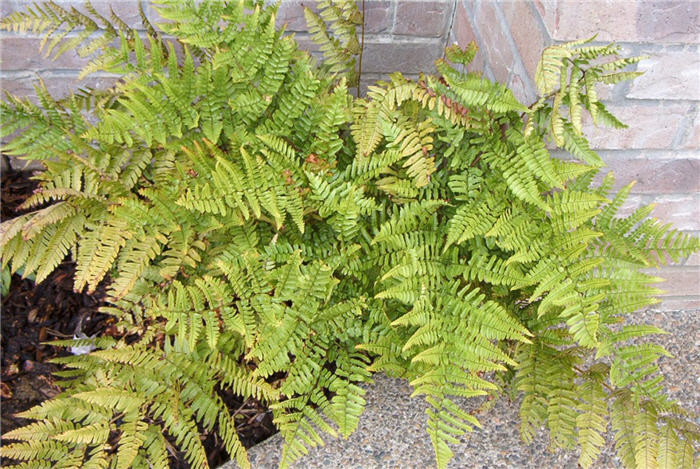 Plant photo of: Dryopteris erythrosora