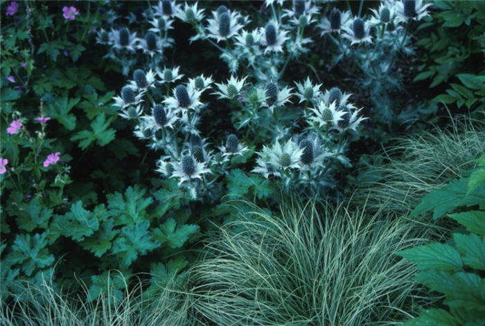 Plant photo of: Eryngium