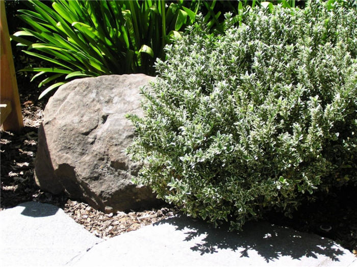 Plant photo of: Euonymus japonicus 'Microphyllus Variega
