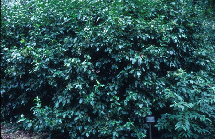 Plant photo of: Euonymus kiautschovicus
