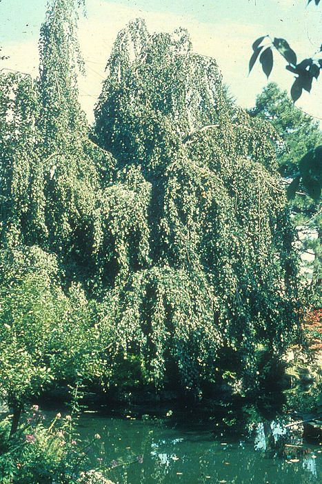 Plant photo of: Fagus sylvatica 'Pendula'
