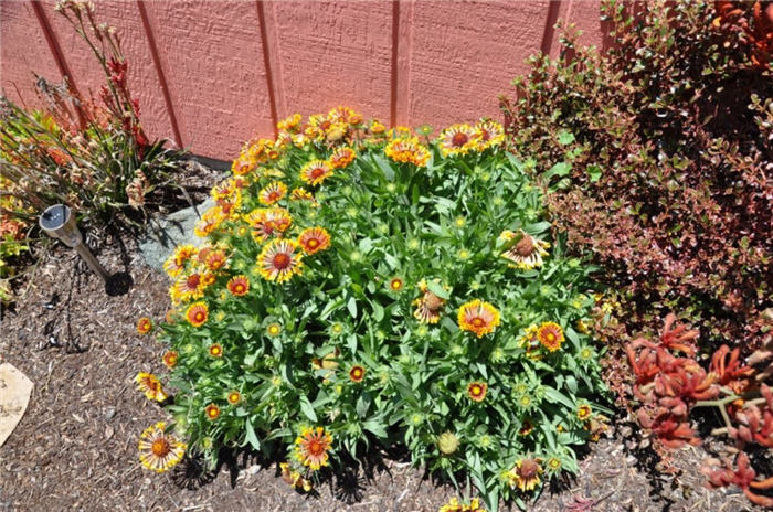 Plant photo of: Gaillardia x 'Fanfare'