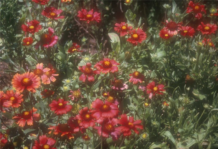 Plant photo of: Gaillardia x grandiflora 'Burgundy'