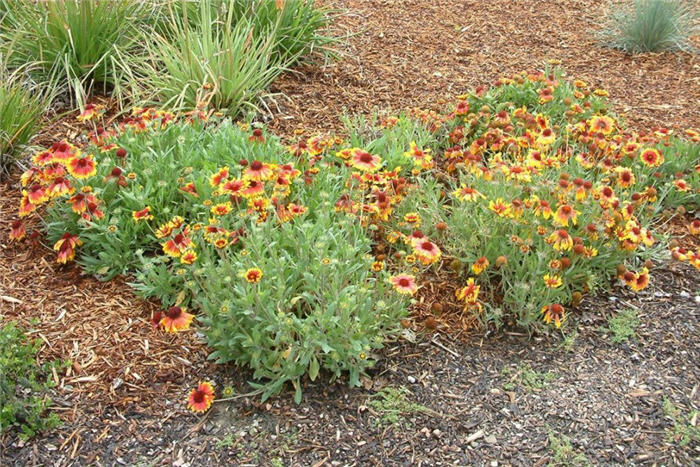 Plant photo of: Gaillardia x grandiflora 'Goblin'