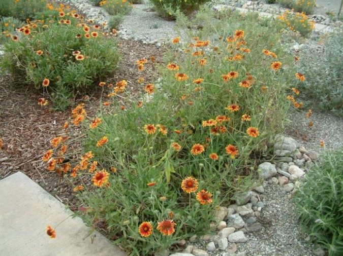 Plant photo of: Gaillardia x grandiflora 'Monarch'