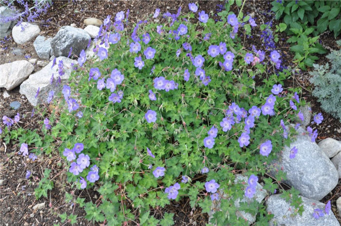 Plant photo of: Geranium x 'Johnson's Blue'