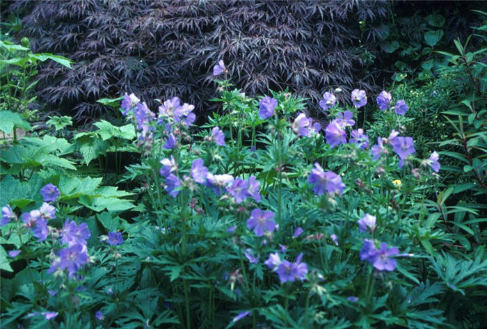 Plant photo of: Geranium pratense