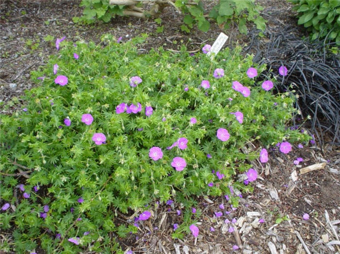 Plant photo of: Geranium sanguineum 'New Hampshire'