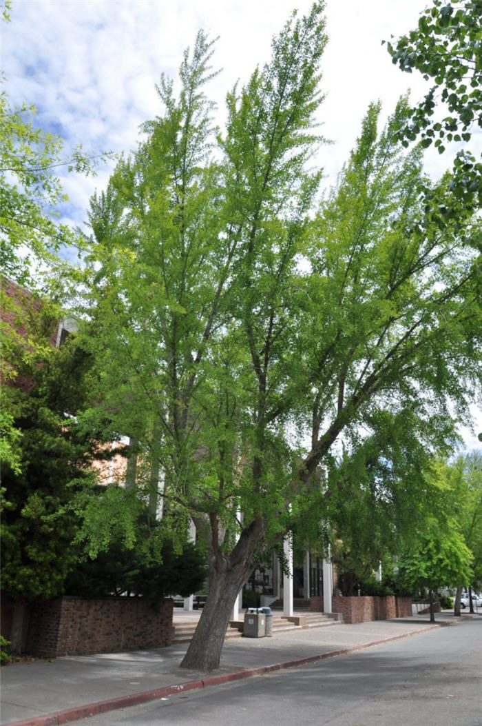Plant photo of: Ginkgo biloba 'Saratoga'