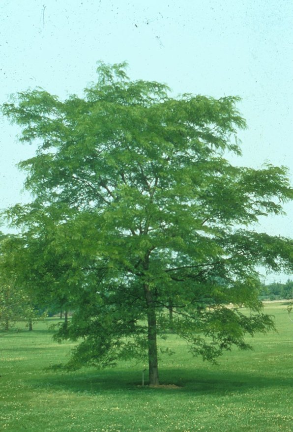 Plant photo of: Gleditsia triacanthos 'Shademaster'