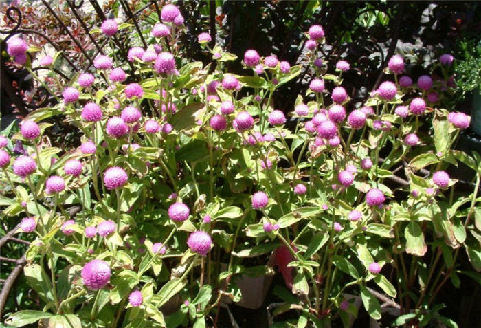 Plant photo of: Gomphrena globosa