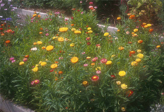 Plant photo of: Helichrysum; Helipterum