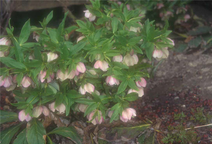 Plant photo of: Helleborus x hybrids