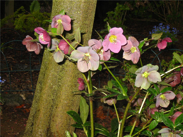 Plant photo of: Helleborus orientalis