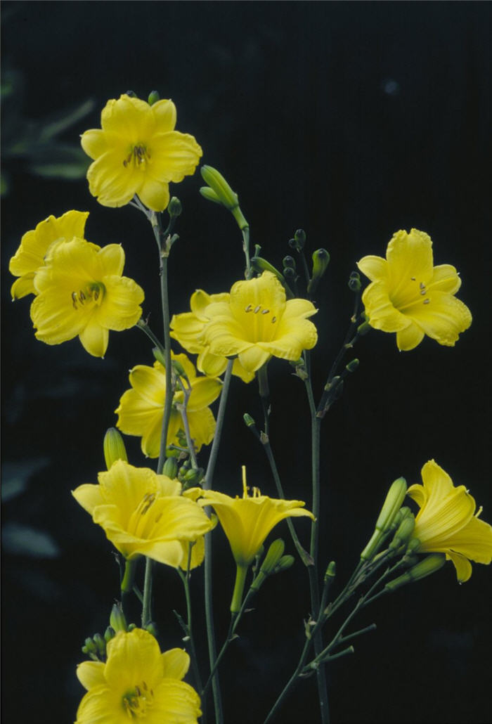 Plant photo of: Hemerocallis 'Bitsy'