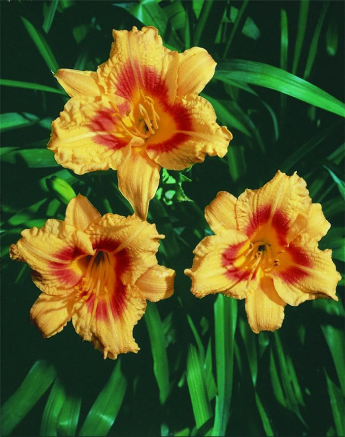 Plant photo of: Hemerocallis 'Black-Eyed Stella'
