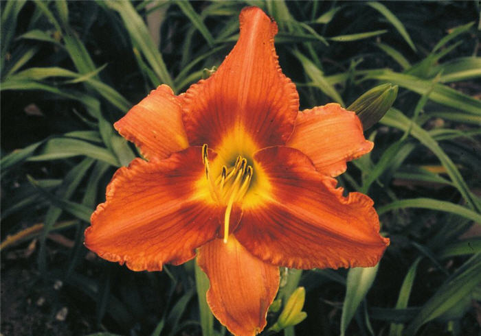 Plant photo of: Hemerocallis spp