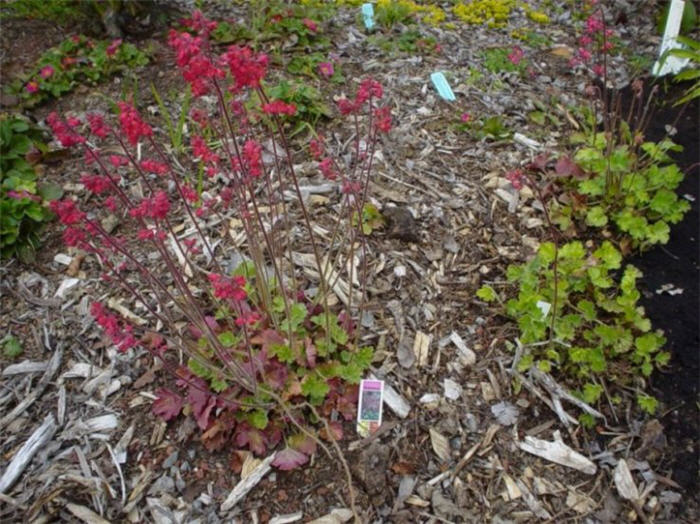 Plant photo of: Heuchera 'Bressingham Hybrids'