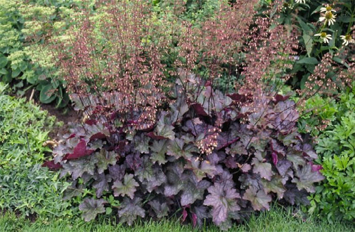 Plant photo of: Heuchera