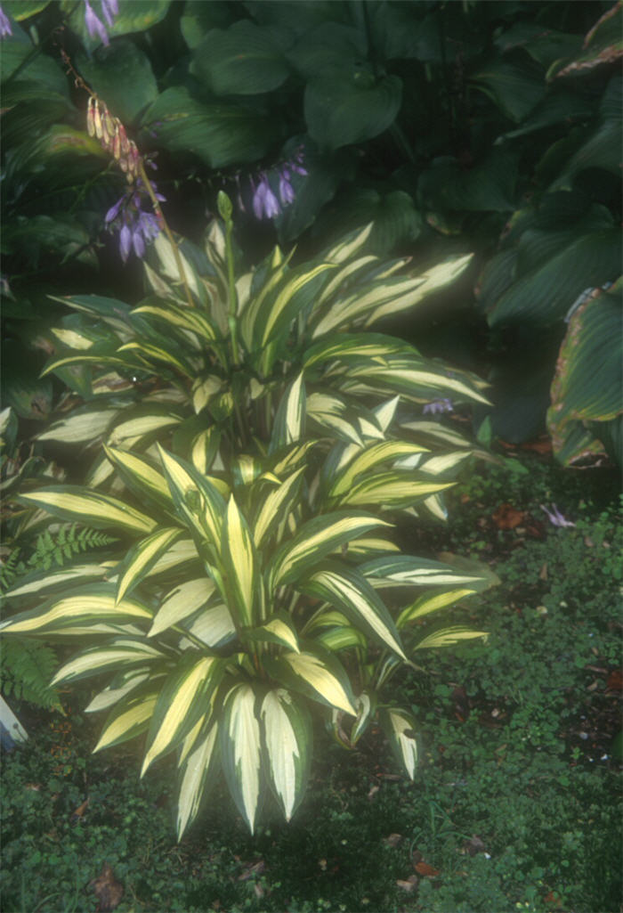 Plant photo of: Hosta 'Celebration'
